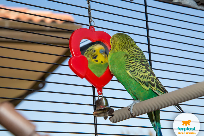 green parakeet looking at himself in a mirror