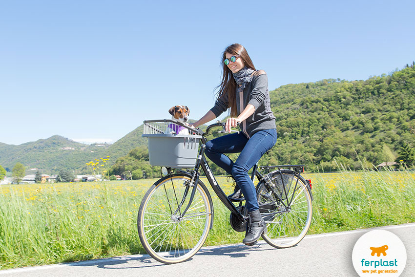 rear bike pet carrier