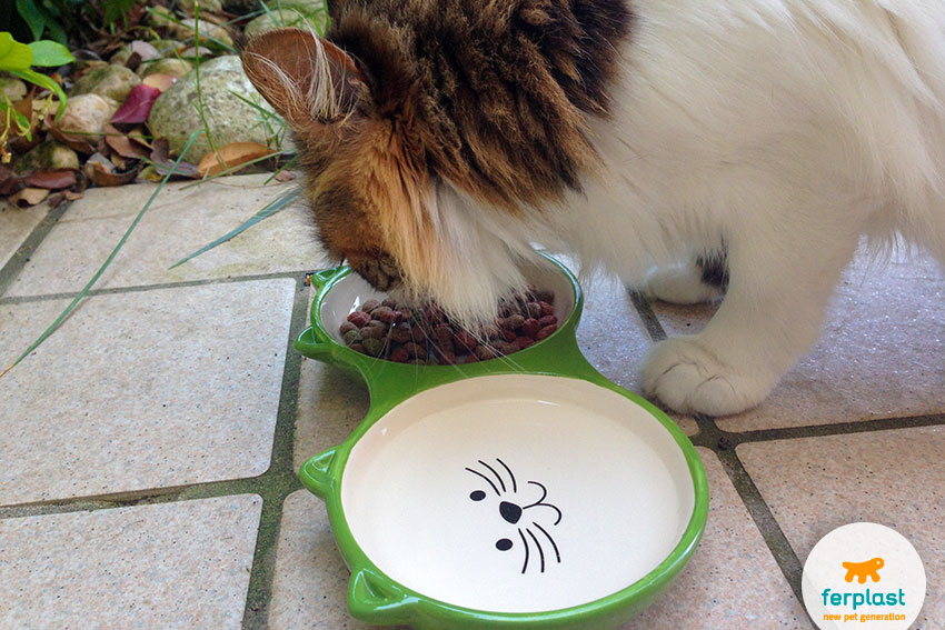 bowl for cats ferplast