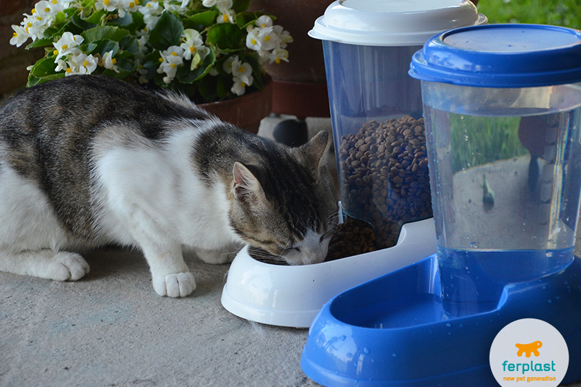Dispenser de comida para gatos