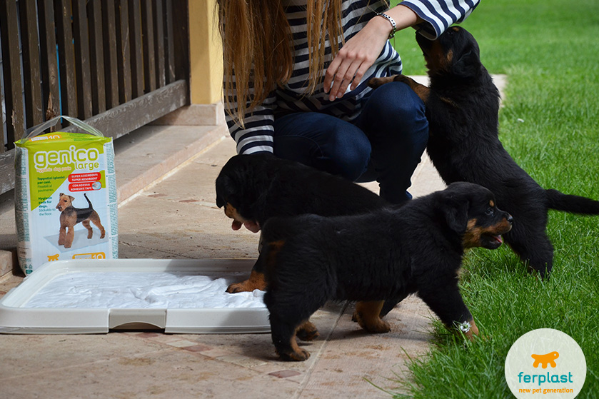 Come insegnare a un CANE dove fare i BISOGNI - I migliori METODI