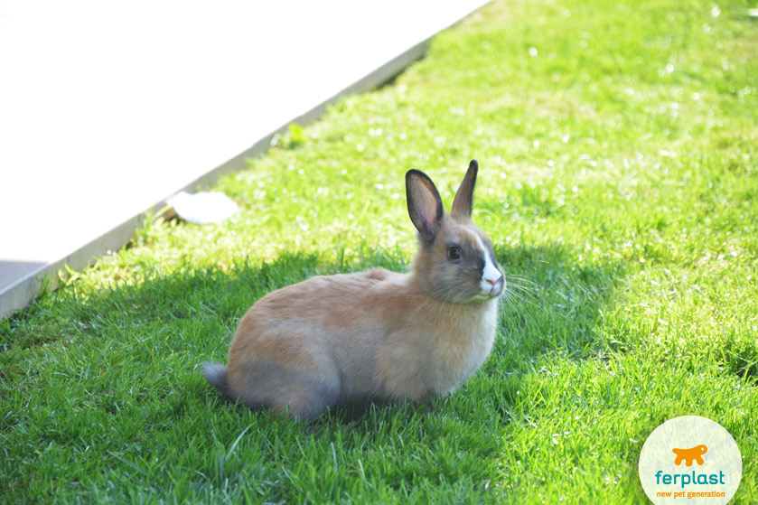 fatos curiosos sobre os coelhos