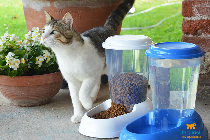 Dispenser de comida para gatos