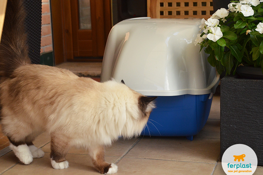 Dove mettere la lettiera? Scegli le migliori Lettiere per Gatti - LOVE  FERPLAST