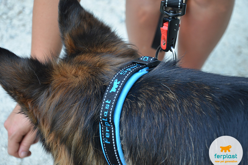 magnetic dog leash