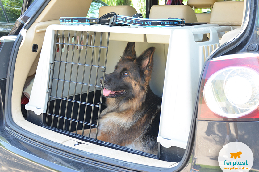 caixa de transporte para cães de porte grande