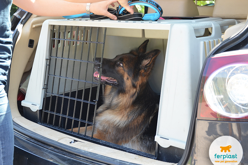 how do you transport a dog safely