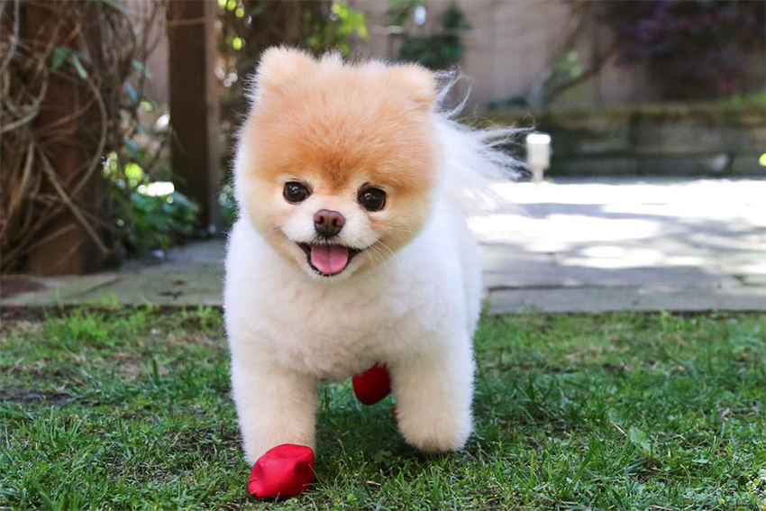 pomeranian looks like a bear