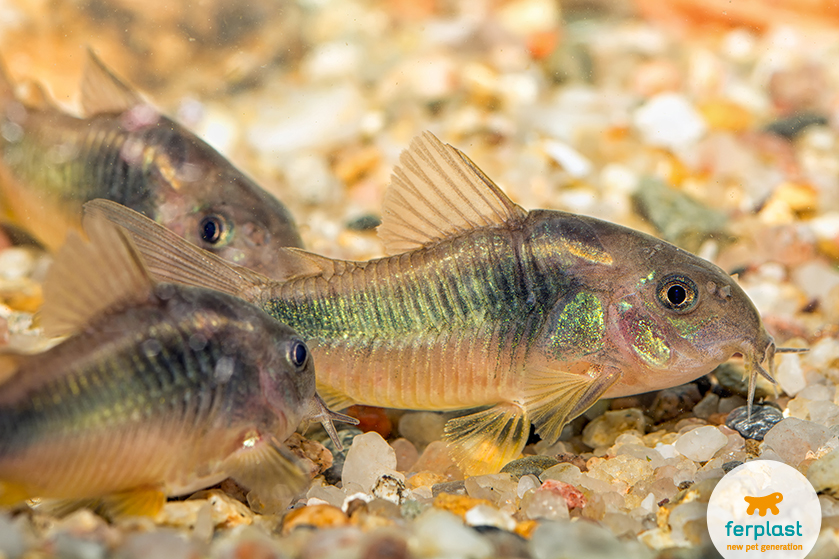 Tipi di pesce. Come cucinare i pesci da superficie, da corsa e da fondale