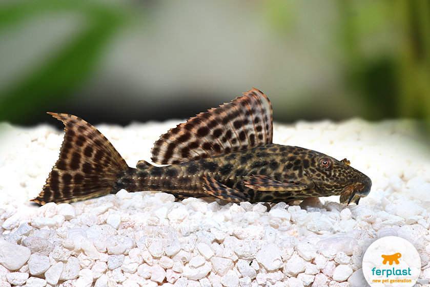 glass cleaner fish