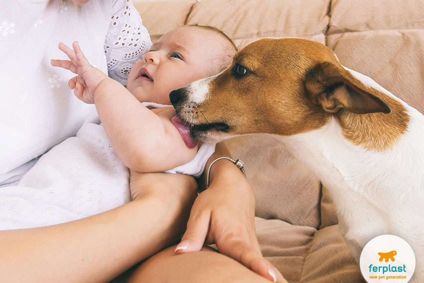 bebê e cães que vivem juntos