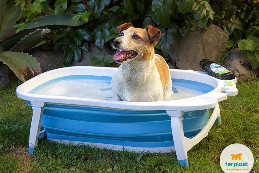 Prime piogge improvvise: come asciugare un cane bagnato