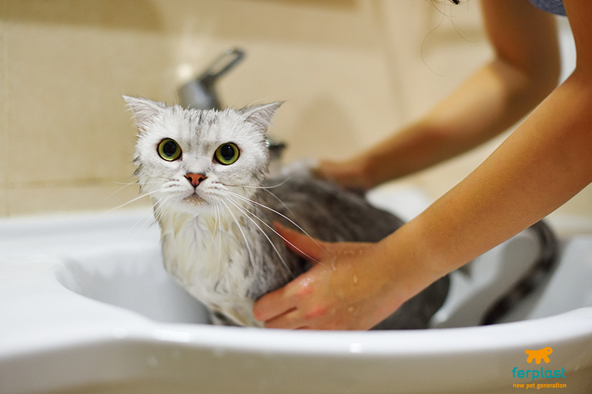 Como dar banho em um gato
