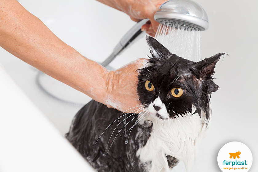 How to get your store cat to like water