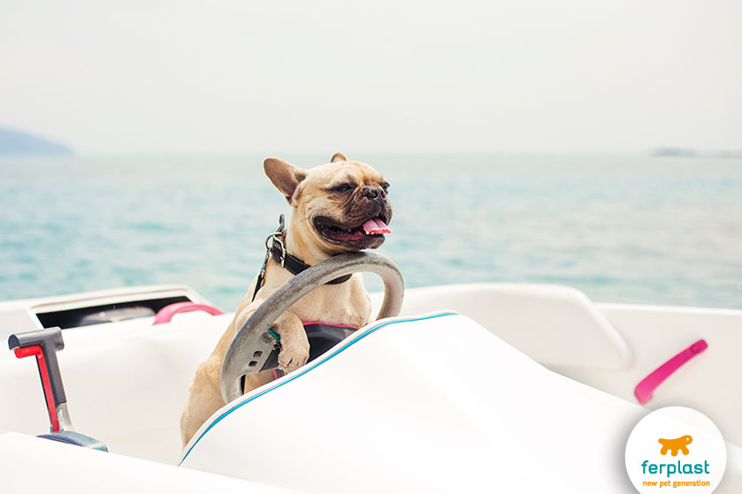 pet friendly cruise to puerto rico