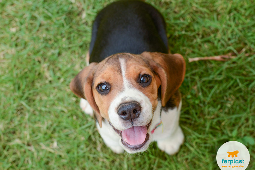 happy beagle puppy