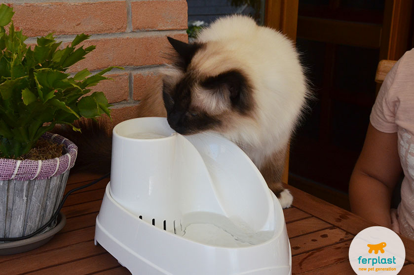 como fazer seu gato beber mais água