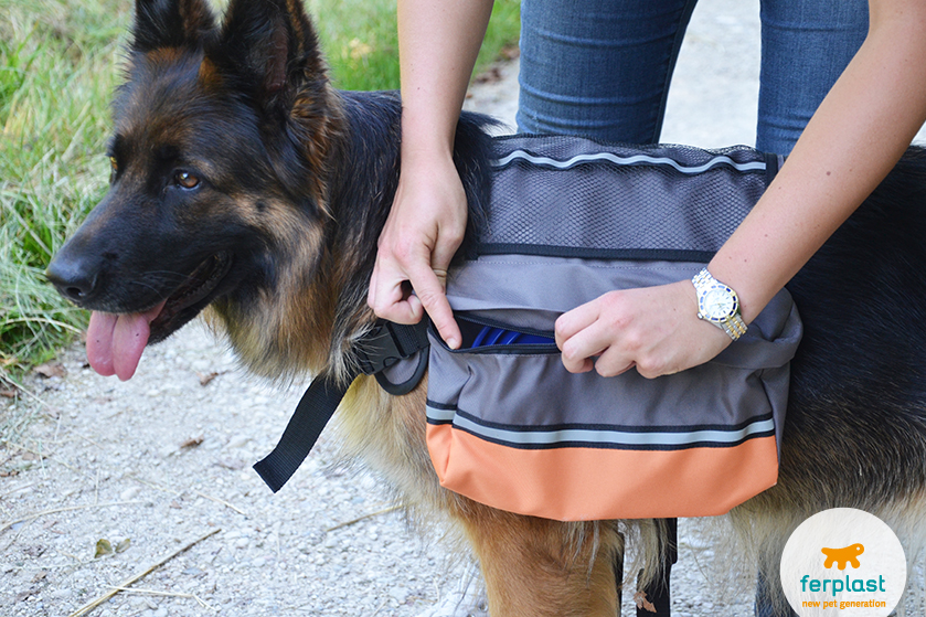 Escursione in montagna, zaino e scarpette da Trekking per il Cane - LOVE  FERPLAST