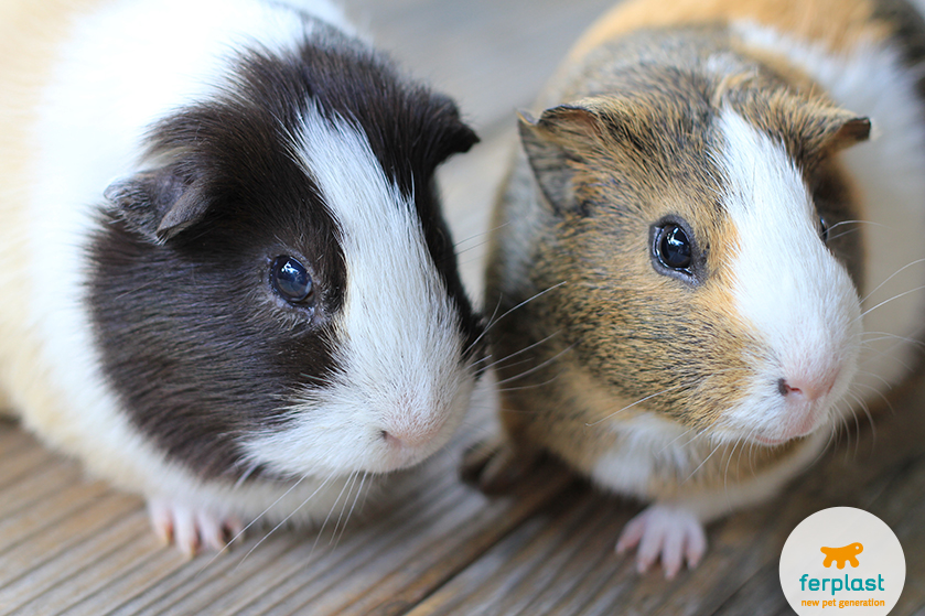 Two guinea pigs store in one cage