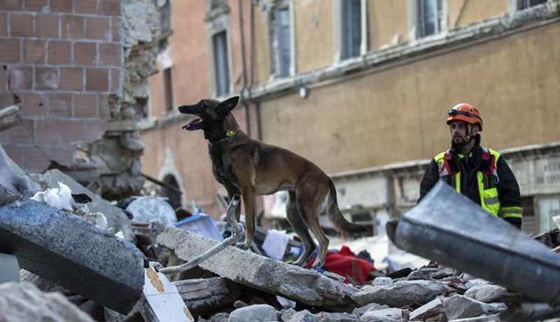 terremoto agosto 2016 accumoli amatrice cani eroi