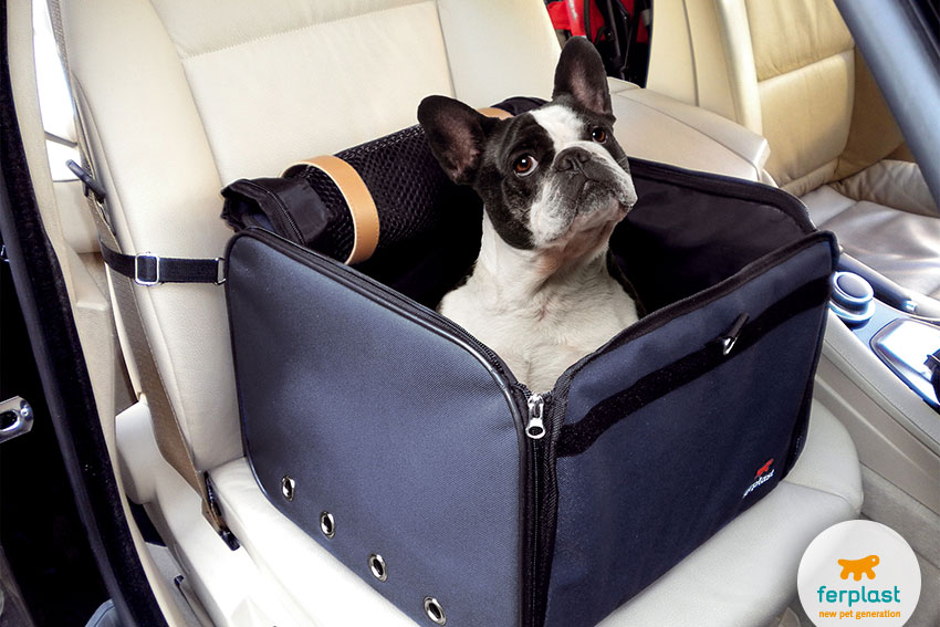french bulldog dog inside a soft dog carrier suitable to cars