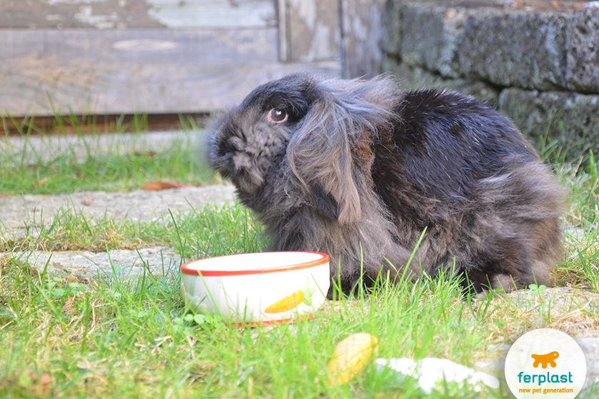 The Mini Lop Rabbit A Sweet Lap Pet Love Ferplast