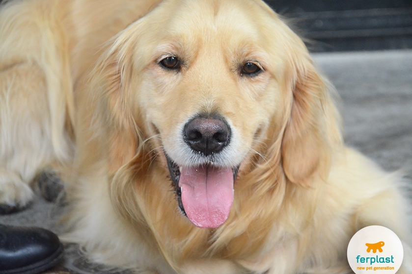 why are golden retrievers so affectionate? 2