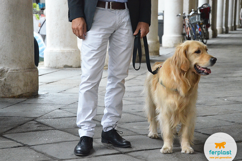 Quali giochi per Golden Retriever proporre al tuo cane?