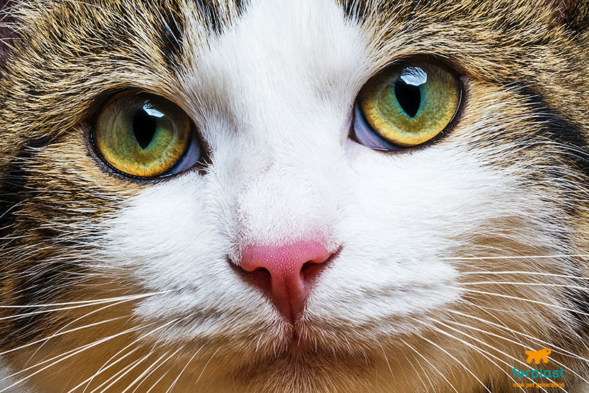 occhi del gatto curiosità