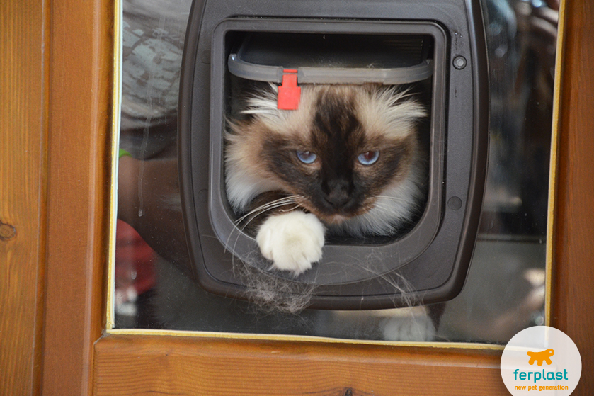 SLD - Incantevole Porta A Penna Gatto Gatto Nero Che Trasporta La