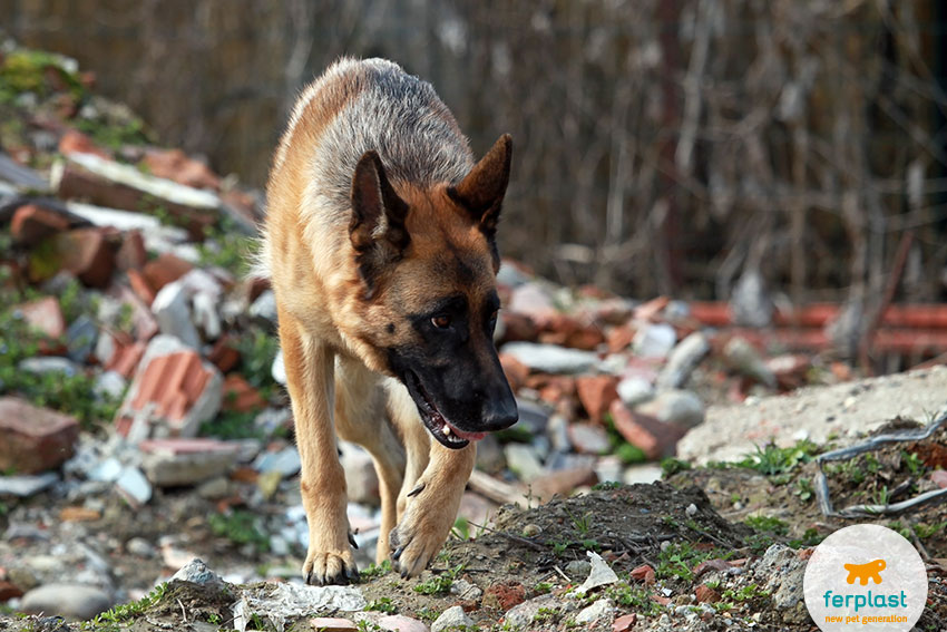 do search and rescue dogs like their jobs