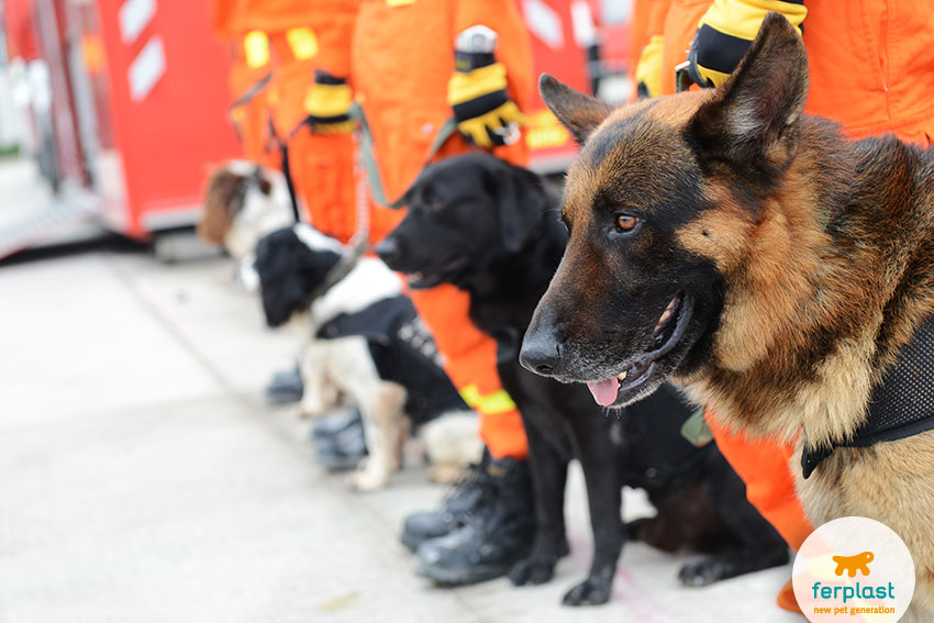 do search and rescue dogs like their jobs