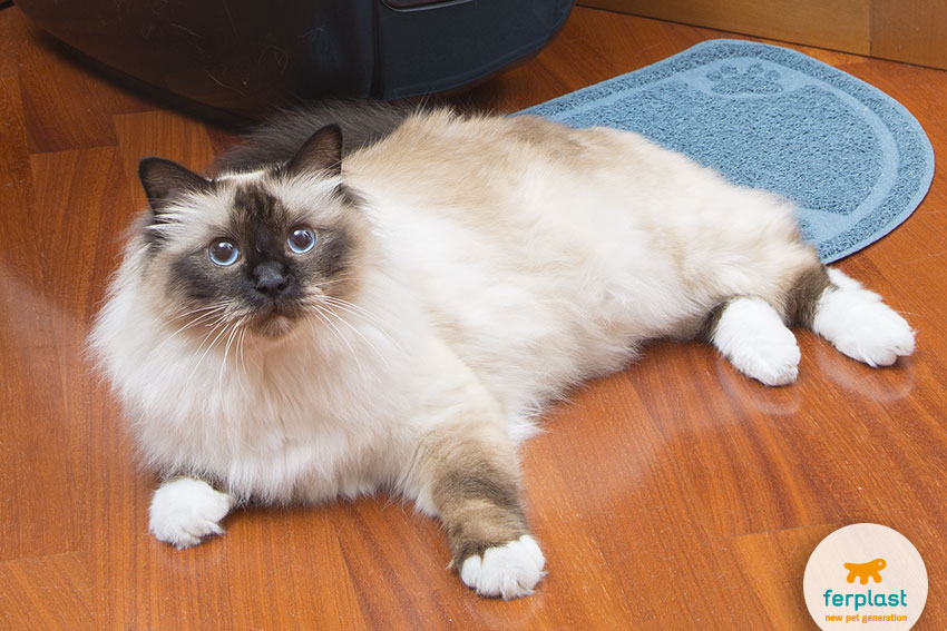 birman cat lied down in from of a cat's box toilette