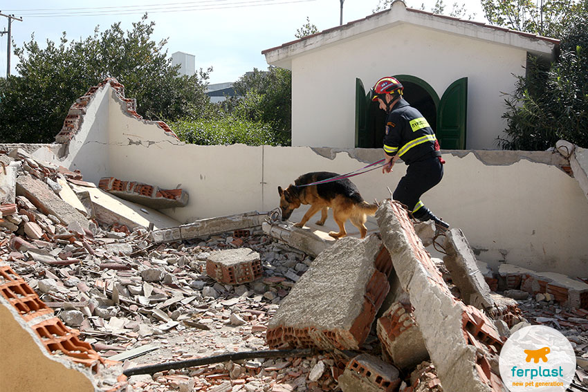 rescue dog training among the rubble