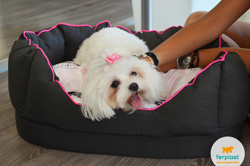 maltese on a padded bed for dogs