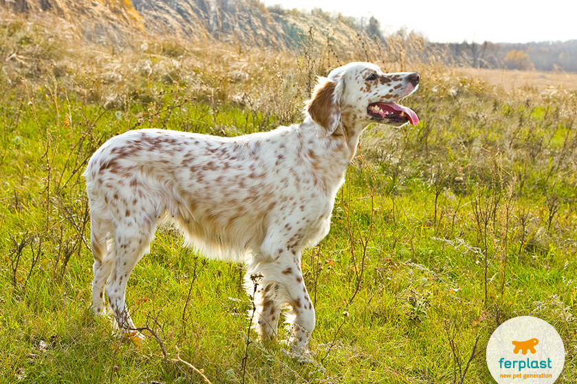 Long haired 2024 english setter