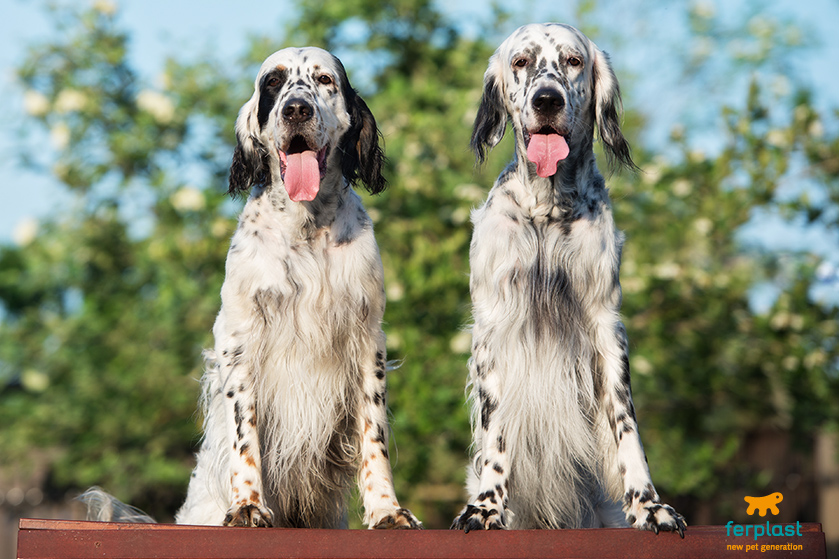 what is the breed of english setter