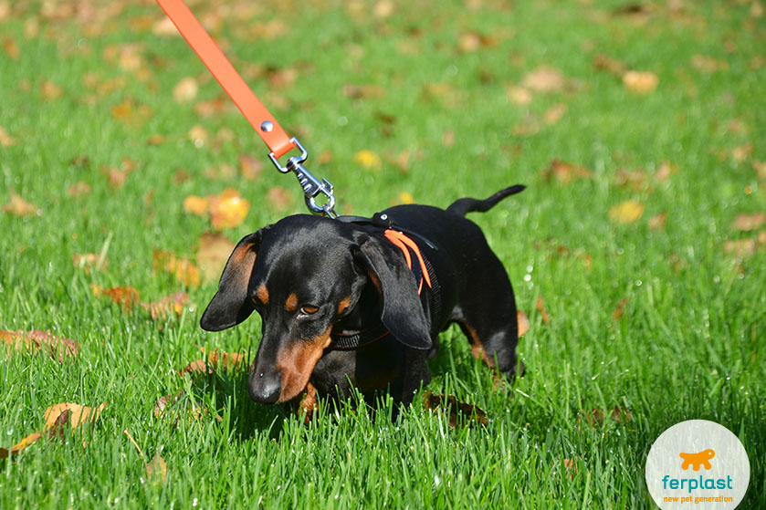 are dachshunds smart