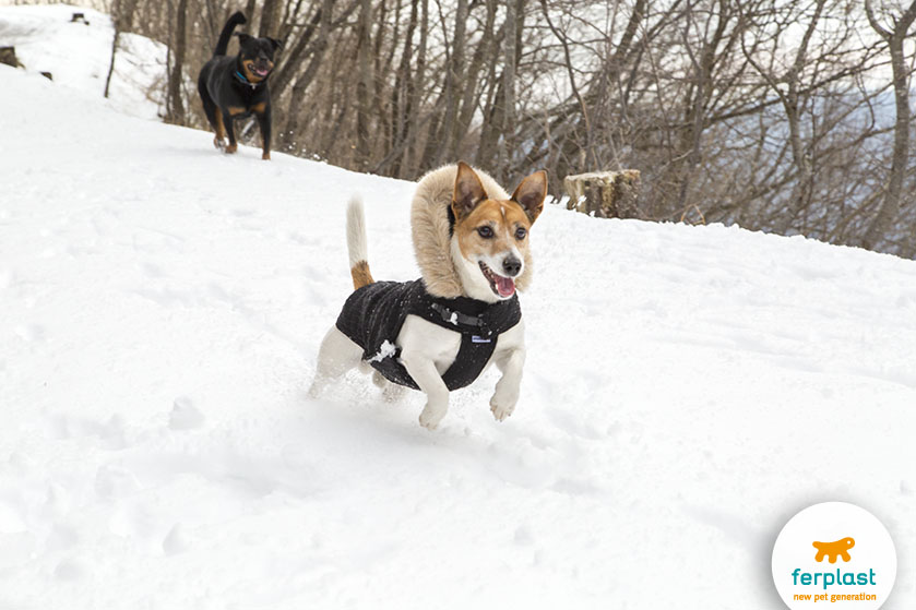 Почему собаки любят снег