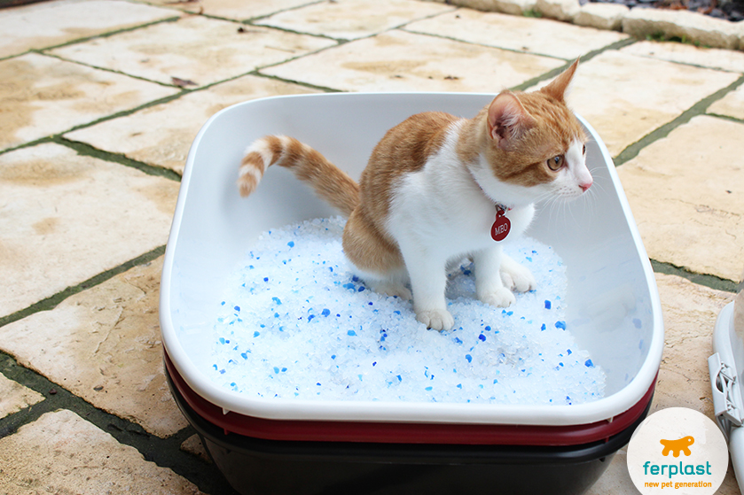 Toilette chiusa o aperta per il mio gatto?