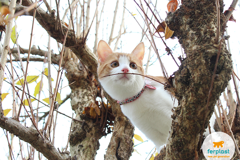 gatto_rosso_gioca_alberi