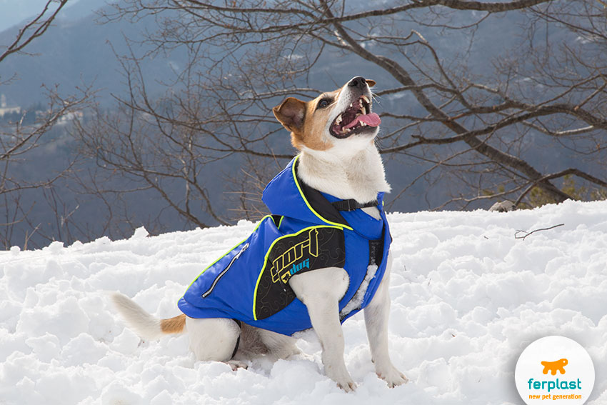 sporty jack russell dog with a coat in the snow