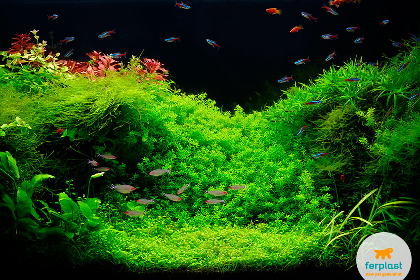 Aquarium lighting: led or fluorescent? - LOVE FERPLAST