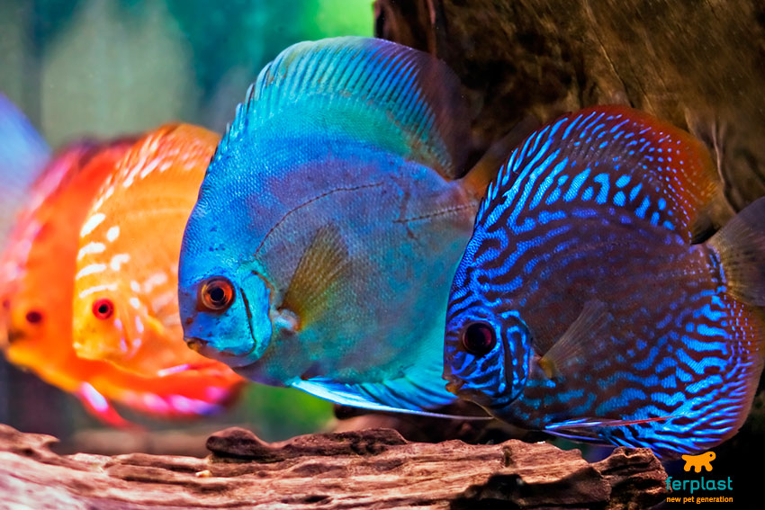 Aquarium lighting: led or fluorescent? - LOVE FERPLAST