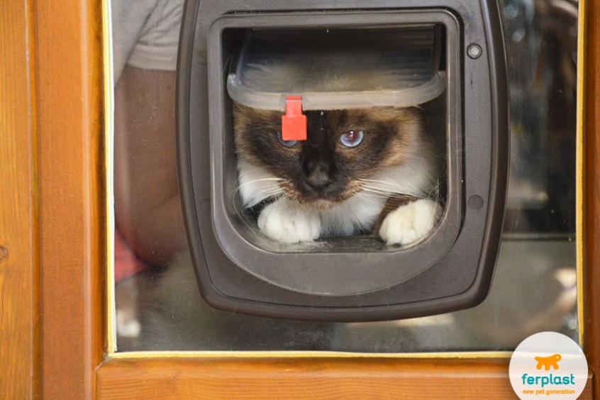 Gatto Gratta La Porta Di Notte
