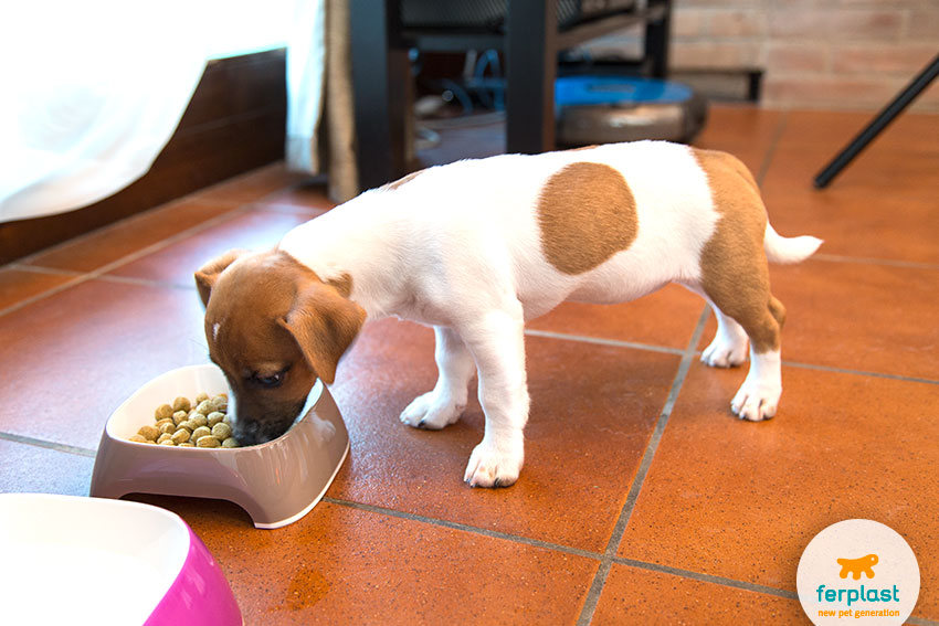 jack russell puppy eating kibbles in a dog bowl