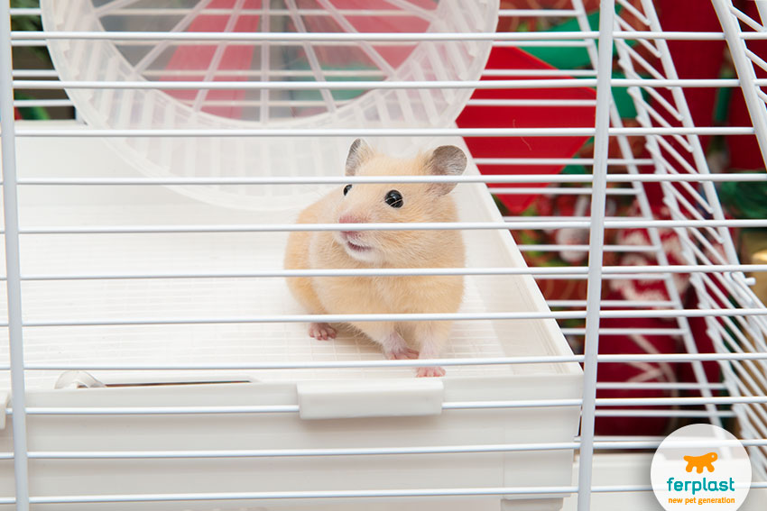 The Hamster Lifespan  Choose Hamster Cages