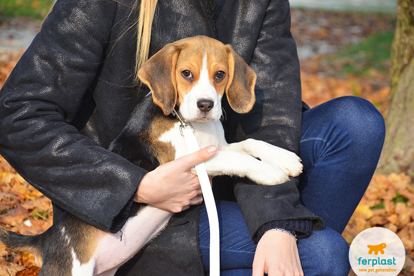 Beagle coat sales