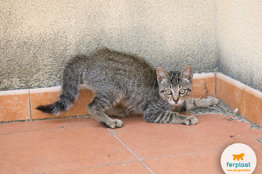 Movimenti della coda del gatto: come interpretarli