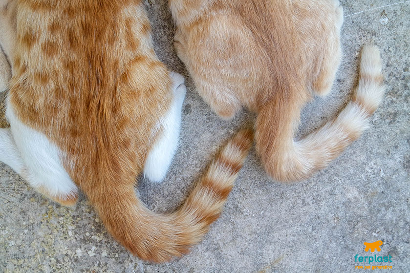 Linguaggio gatti : capire la coda del gatto e i suoi movimenti - Assur  O'Poil
